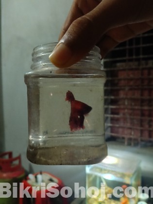 Betta fish